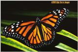 Another Monarch Butterfly - monarch butterfly (Danaus plexippus) - Monarch2.jpg