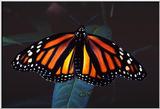 Monarch Butterfly File 1 of 2 - monarch butterfly (Danaus plexippus) - Monarch3.jpg