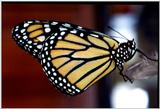 Monarch Butterfly File 2 of 2 - monarch butterfly (Danaus plexippus) - Monarch4.jpg