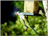 Monk parakeet - MonkParakeet.jpg (0/1)