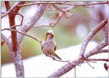 More Monk parakeets - MonkParakeet1.jpg (0/1)