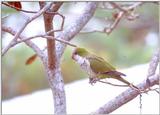 More Monk parakeets - MonkParakeet2.jpg (0/1)