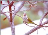 More Monk parakeets - MonkParakeet3.jpg (1/1)