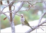 More Monk parakeets - MonkParakeet4.jpg (1/1)