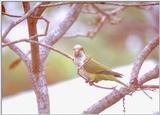 More Monk parakeets - MonkParakeet5.jpg (1/1)