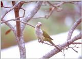 More Monk parakeets - MonkParakeet6.jpg (1/1)