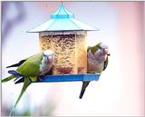 More Monk parakeets - MonkParakeet8.jpg