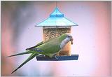 Monk Parakeets, again - MonkParakeet 9.jpg