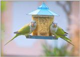 Parakeets - MonkParakeet 11.jpg