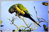 Monk parakeet - MonkParakeet 2.jpg