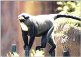 Re: Misc animals from the San Diego Zoo - Random african monkey