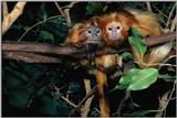 Monkies - Golden Lion Tamarins