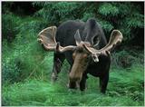 Moose1