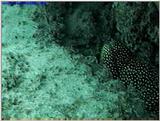 UW wildlife eel2.jpg