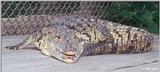 Morelet's Crocodile #2