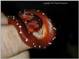 Plethora of pythons 4 - green tree python (Morelia viridis) hatchling