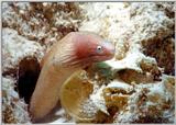 Morey Eel - Kapalai Island, Borneo
