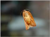Moth