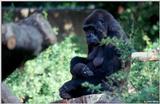 Mountain Gorilla Mother with Baby 1