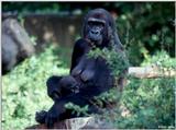 Mountain Gorilla Mother with Baby 2