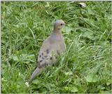 Mourning dove