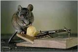 Mouse-by-Cheese