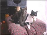 our two cats