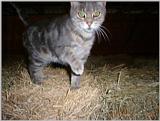 Re: REQ.  Dog and cat photos(cats this time)