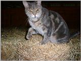 Re: REQ.  Dog and cat photos(cats this time)