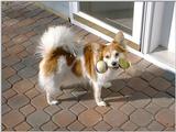 Muffin M. Walker - Papillon [butterfly dog] - Muffin Walker Dscf4223-B.jpg