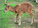 More Neumuenster Animal Park - Mufflon kid exploring the world