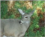 Re: Animals at the Desert Museum -- mule deer (Odocoileus hemionus)