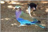 Can you ID this bird?