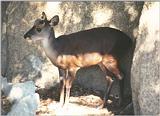 California souvenirs continued after scanner recalibration - Muntjac in SD Zoo