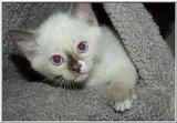 Kitten we fostered for our local animal shelter