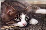 More Murphy (Cat)
