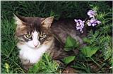 Cat - Murphy19