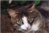Cat - Murphy23