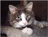 Murphy - Cat