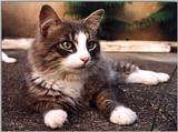Murphy - Cat