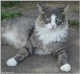 Murphy (cat)