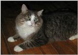 Murphy - cat