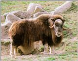 Musk ox (J01)