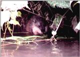 Muskrat in stream