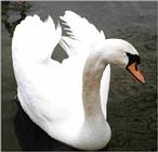 Swan - first time scanner
