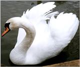 Swan 2