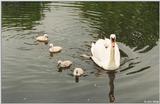 Re: Request:  Swan pictures