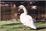 Re: Request:  Swan pictures