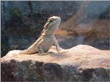 Bearded Dragon