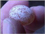 bird egg#3